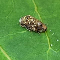Neovulturnus (genus) at Nambucca Heads, NSW - 17 Dec 2023 05:13 PM