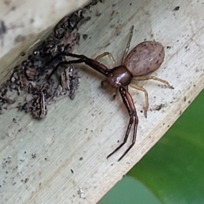 Unverified Spider at Nambucca Heads, NSW - 17 Dec 2023 by trevorpreston