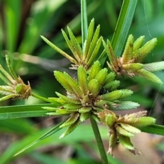 Cyperus eragrostis (Umbrella Sedge) at Nambucca Heads, NSW - 17 Dec 2023 by trevorpreston