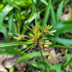 Cyperus eragrostis at Nambucca Heads, NSW - 17 Dec 2023