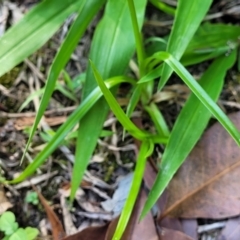 Cyperus eragrostis at Nambucca Heads, NSW - 17 Dec 2023 05:07 PM