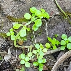 Callitriche stagnalis (Common Starwort) at Nambucca Heads, NSW - 17 Dec 2023 by trevorpreston