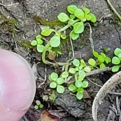 Callitriche stagnalis at Nambucca Heads, NSW - 17 Dec 2023 05:05 PM