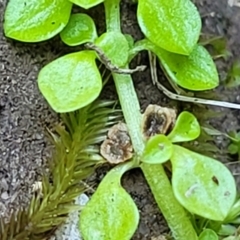 Callitriche stagnalis at Nambucca Heads, NSW - 17 Dec 2023 05:05 PM