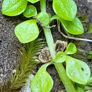 Callitriche stagnalis at Nambucca Heads, NSW - 17 Dec 2023