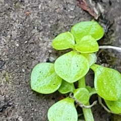 Callitriche stagnalis at Nambucca Heads, NSW - 17 Dec 2023 05:05 PM