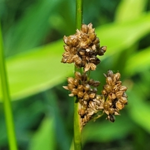 Juncus sp. at Nambucca Heads, NSW - 17 Dec 2023