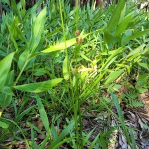 Juncus sp. at Nambucca Heads, NSW - 17 Dec 2023 05:04 PM