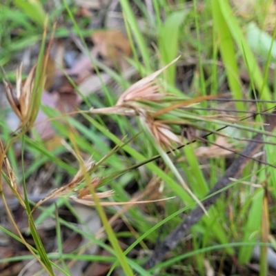 Themeda triandra (Kangaroo Grass) at Nambucca Heads, NSW - 17 Dec 2023 by trevorpreston