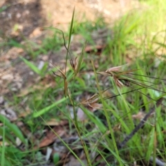 Themeda triandra at Nambucca Heads, NSW - 17 Dec 2023