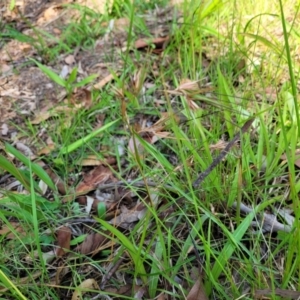 Themeda triandra at Nambucca Heads, NSW - 17 Dec 2023