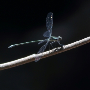 Austroargiolestes icteromelas at Wee Jasper, NSW - 15 Dec 2023 10:48 AM