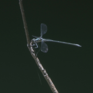 Austroargiolestes icteromelas at Wee Jasper, NSW - 15 Dec 2023 10:48 AM