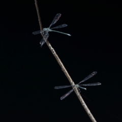 Austroargiolestes icteromelas at Wee Jasper, NSW - 15 Dec 2023 10:48 AM