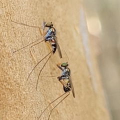 Unidentified True fly (Diptera) at Nambucca Heads, NSW - 17 Dec 2023 by trevorpreston