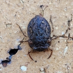 Nerthra sp. (genus) (Toad Bug) at Nambucca Heads, NSW - 17 Dec 2023 by trevorpreston