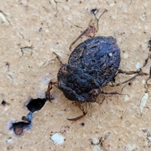 Nerthra sp. (genus) at Nambucca Heads, NSW - 17 Dec 2023 04:48 PM