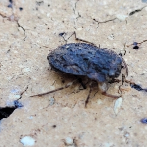 Nerthra sp. (genus) at Nambucca Heads, NSW - 17 Dec 2023 04:48 PM