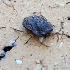 Nerthra sp. (genus) at Nambucca Heads, NSW - 17 Dec 2023 04:48 PM