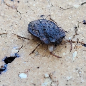 Nerthra sp. (genus) at Nambucca Heads, NSW - 17 Dec 2023 04:48 PM