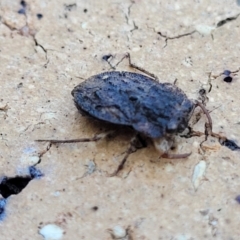 Nerthra sp. (genus) at Nambucca Heads, NSW - 17 Dec 2023 04:48 PM