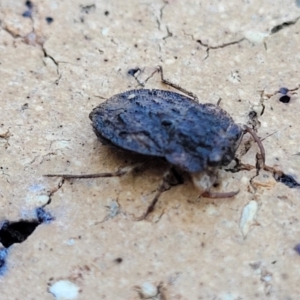 Nerthra sp. (genus) at Nambucca Heads, NSW - 17 Dec 2023 04:48 PM