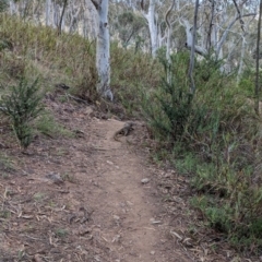 Varanus rosenbergi (Heath or Rosenberg's Monitor) at Mount Ainslie - 16 Dec 2023 by Davidlee85