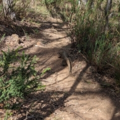 Varanus rosenbergi at Mount Ainslie - 17 Dec 2023