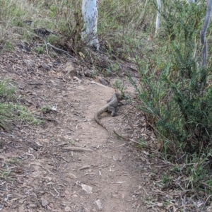 Varanus rosenbergi at Mount Ainslie - 17 Dec 2023