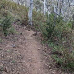 Varanus rosenbergi at Mount Ainslie - 17 Dec 2023