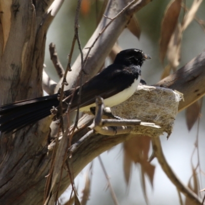 Rhipidura leucophrys (Willie Wagtail) at Symonston, ACT - 17 Dec 2023 by RodDeb