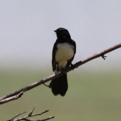 Rhipidura leucophrys at Symonston, ACT - 17 Dec 2023