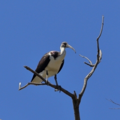 Threskiornis spinicollis (Straw-necked Ibis) at Wee Jasper, NSW - 15 Dec 2023 by MichaelWenke