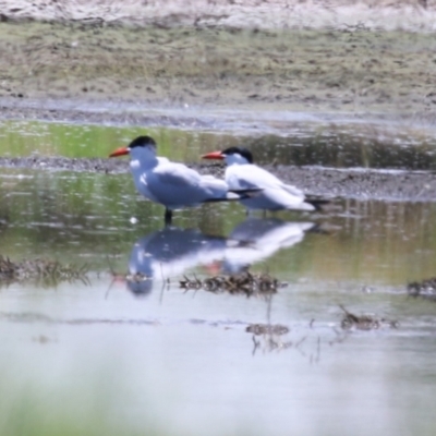 Hydroprogne caspia (Caspian Tern) at Fyshwick, ACT - 17 Dec 2023 by RodDeb