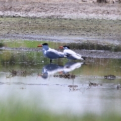 Hydroprogne caspia at Fyshwick, ACT - 17 Dec 2023