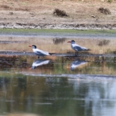 Hydroprogne caspia at Fyshwick, ACT - 17 Dec 2023