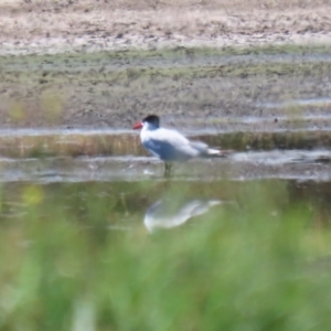 Hydroprogne caspia at Fyshwick, ACT - 17 Dec 2023