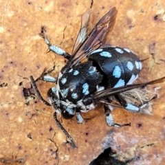 Thyreus sp. (genus) (Cuckoo bee) at Nambucca Heads, NSW - 17 Dec 2023 by trevorpreston