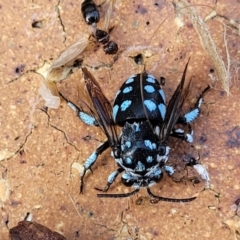 Thyreus sp. (genus) at Nambucca Heads, NSW - 17 Dec 2023 04:46 PM
