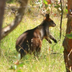 Wallabia bicolor (Swamp Wallaby) at Mulligans Flat - 17 Dec 2023 by NathanaelC