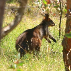 Wallabia bicolor at Mulligans Flat - 17 Dec 2023