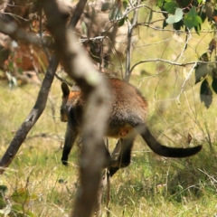 Wallabia bicolor at Mulligans Flat - 17 Dec 2023 11:38 AM