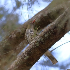 Oriolus sagittatus (Olive-backed Oriole) at Wee Jasper, NSW - 15 Dec 2023 by MichaelWenke
