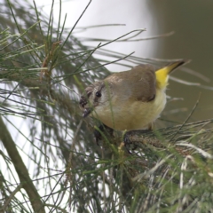 Acanthiza chrysorrhoa (Yellow-rumped Thornbill) at Wee Jasper, NSW - 15 Dec 2023 by MichaelWenke