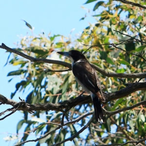 Cracticus torquatus at Mulligans Flat - 17 Dec 2023