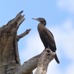 Phalacrocorax sulcirostris (Little Black Cormorant) at Wee Jasper, NSW - 15 Dec 2023 by MichaelWenke