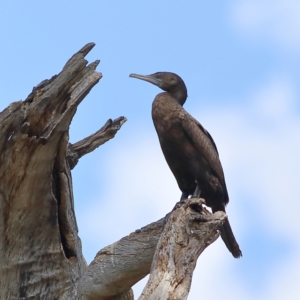 Phalacrocorax sulcirostris at Wee Jasper, NSW - 15 Dec 2023 03:49 PM