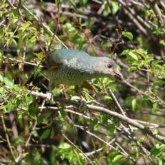 Ptilonorhynchus violaceus (Satin Bowerbird) at Wee Jasper, NSW - 15 Dec 2023 by MichaelWenke