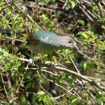 Ptilonorhynchus violaceus (Satin Bowerbird) at Wee Jasper, NSW - 15 Dec 2023 by MichaelWenke