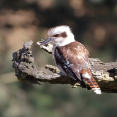 Dacelo novaeguineae (Laughing Kookaburra) at Wee Jasper, NSW - 16 Dec 2023 by MichaelWenke